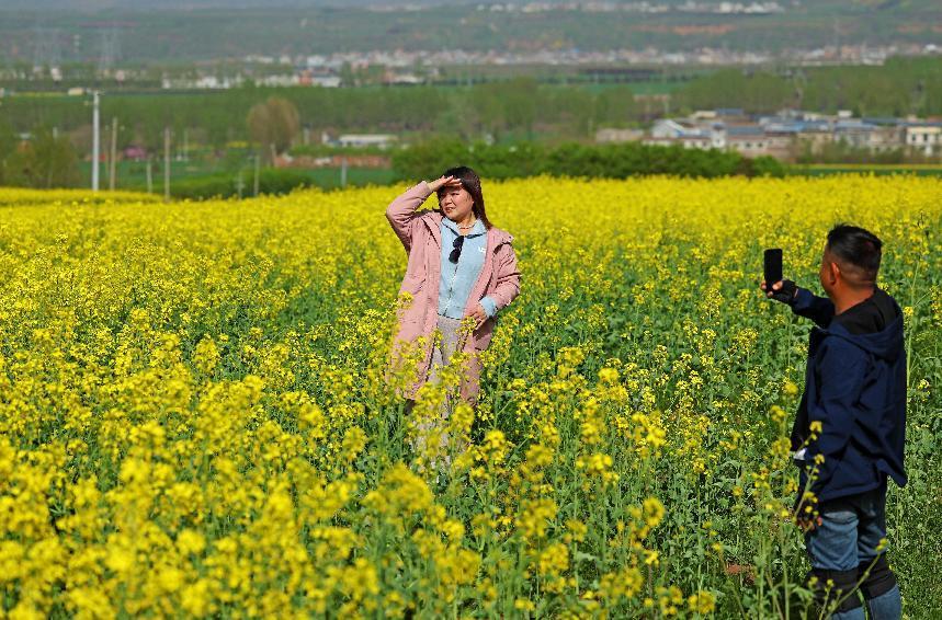 “金色花海”美如画