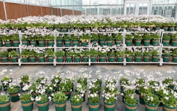 중국 친링산맥의 야생 멸종 위기 식물인 산시 우엽보춘, 산시 웨이난 푸핑현서 성공적으로 재배