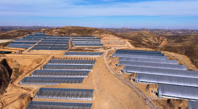 新春走基层 | 佳县朱官寨镇：让产业之花在黄土高原绽放