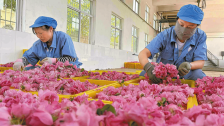 玫瑰产业铺就乡村振兴“芬芳路”