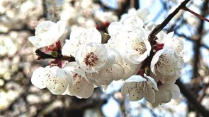 街心花园 花团锦簇