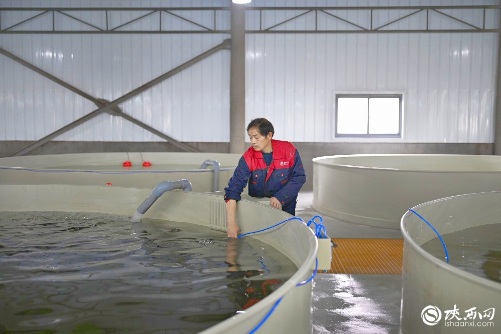 新春走基层｜安康市汉阴县：做强特色产业 乡村振兴向“新”更“兴”