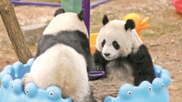 秦岭大熊猫保护迈向种群恢复与生态系统维护阶段