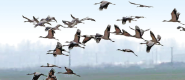 黄河湿地群鸟飞