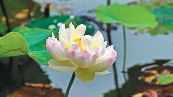 夏花盛放迎客来