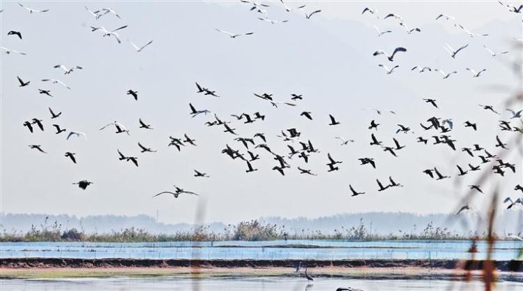 陕西加强鸟类保护全链条监管_fororder_3f11acf5-6820-437d-a40b-a75d2e2fd085