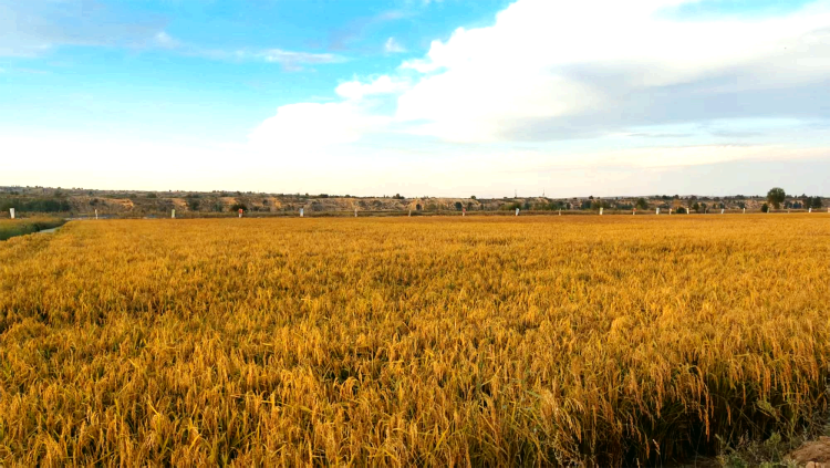 【“县”声夺人】榆林横山：丰收好图景_fororder_图片1