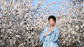 长安春日繁花开