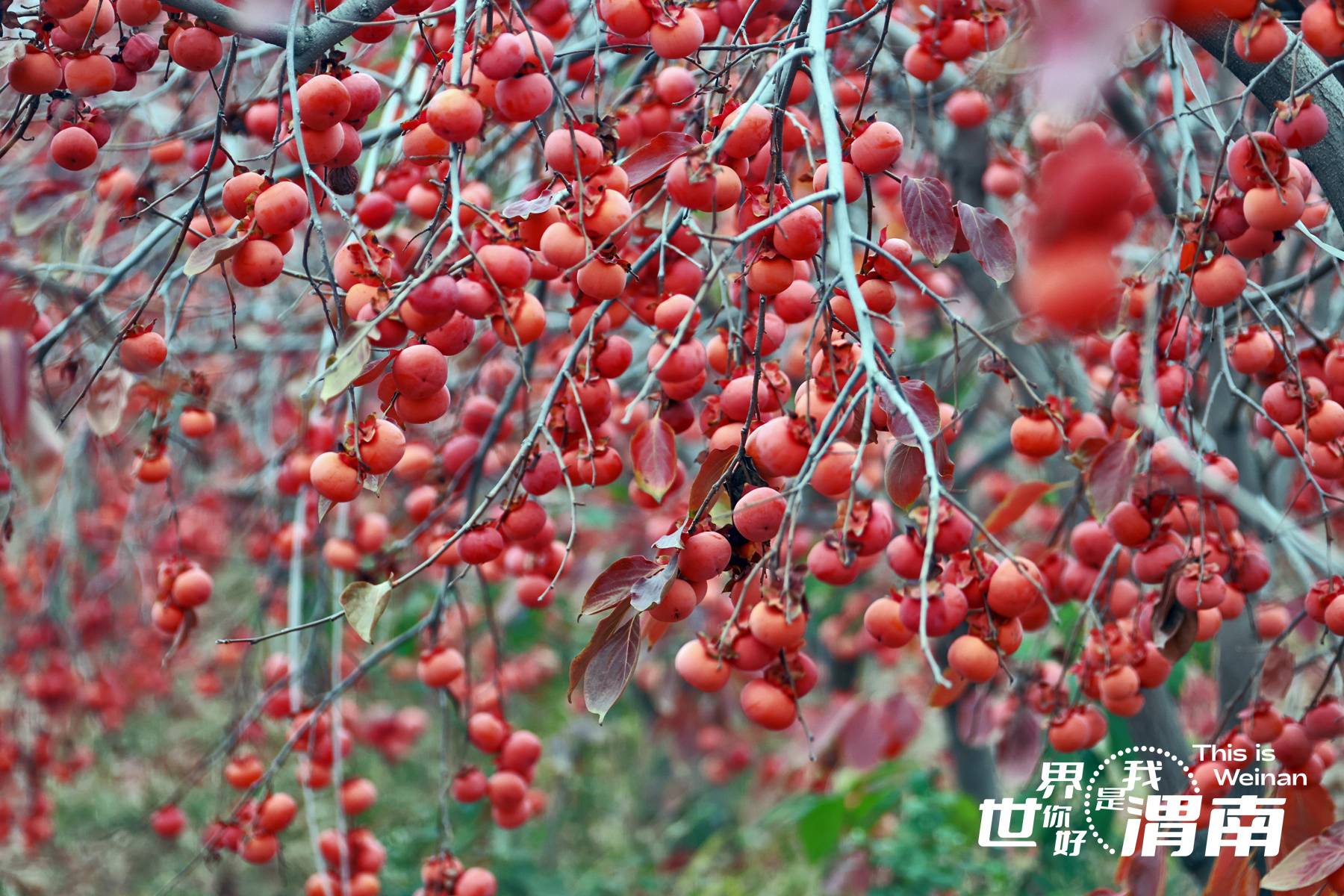 【镜观陕西·33期】柿叶添红景  同州减绿阴
