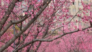 春日打卡梅花谷