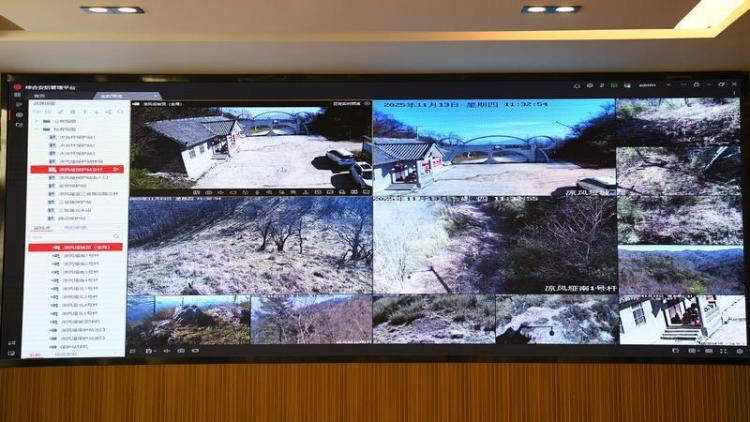 世间最动人的相遇 秦岭深处邂逅野生大熊猫