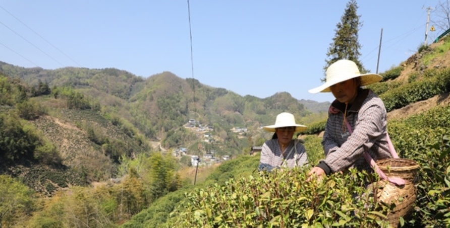 【“县”声夺人】秦巴深处赋新绿 安康焕古镇以“绿”生“金”的新茶经_fororder_39b630f5a60640f69838a1d56e686df2