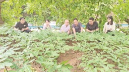 安康：以种质破局带动产业全链升级