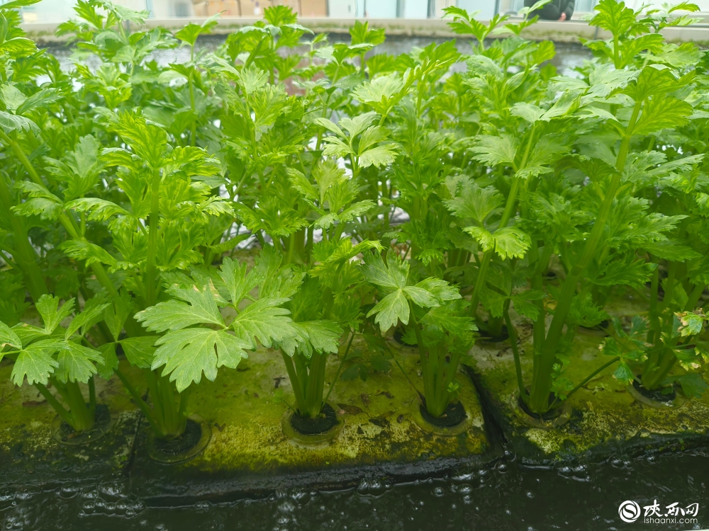 新春走基层｜安康市汉阴县：做强特色产业 乡村振兴向“新”更“兴”