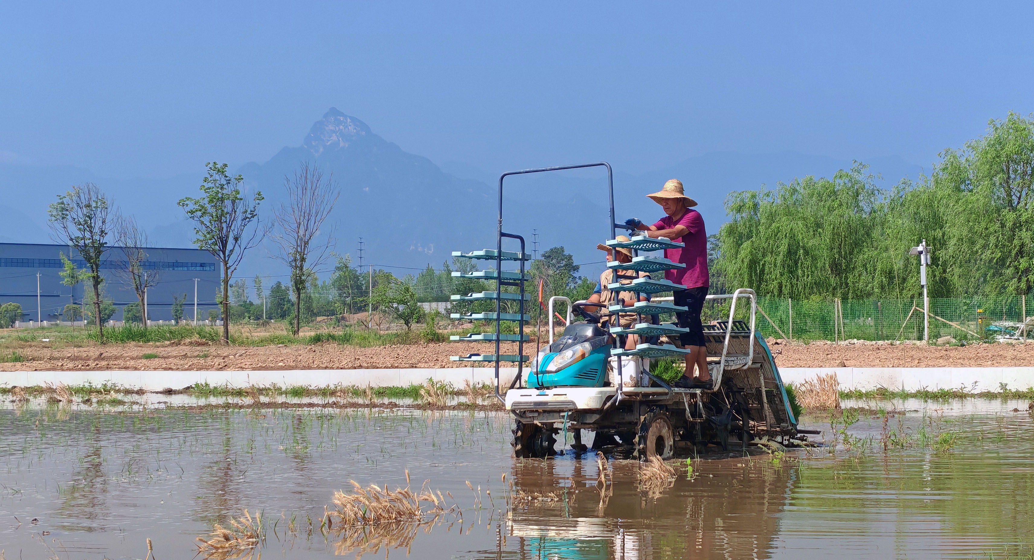 西安高新区：优质“新品种”助力水稻增产增收_fororder_图片6
