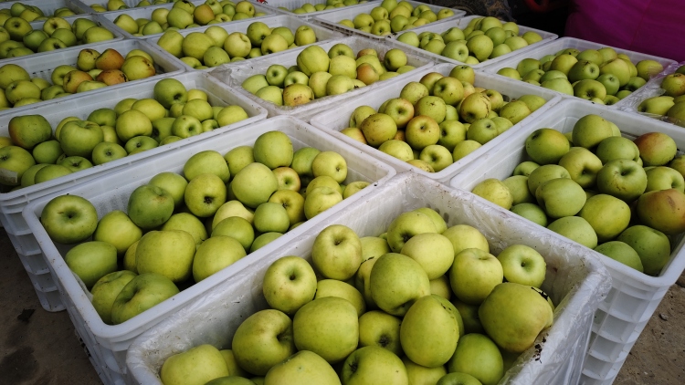 向“新”而行丨陕西白水：“苹果+渔业”的振兴新路径_fororder_WechatIMG3035