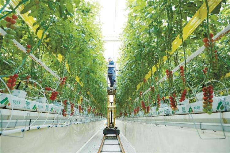 走进杨凌秦农智慧农业科技产业园——看一座“科技工厂”为丰收“编程”_fororder_11475431_f8af19b8-1f34-44f3-a3c2-b62f6e83233a