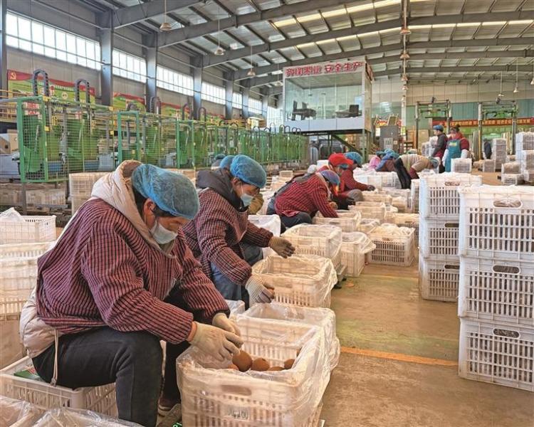 小县“金果”拥抱世界