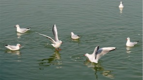 世博园来了红嘴鸥