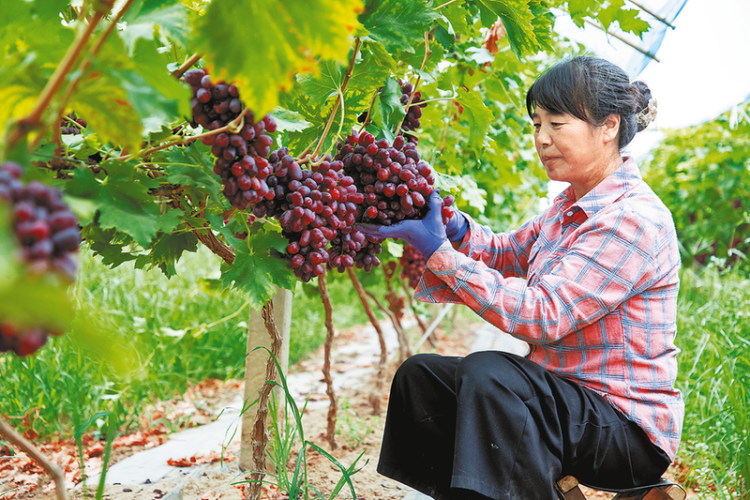 合阳县：早熟葡萄上市了_fororder_825fdedaf18298e6578fac7586493af7_img_202_701_450_300