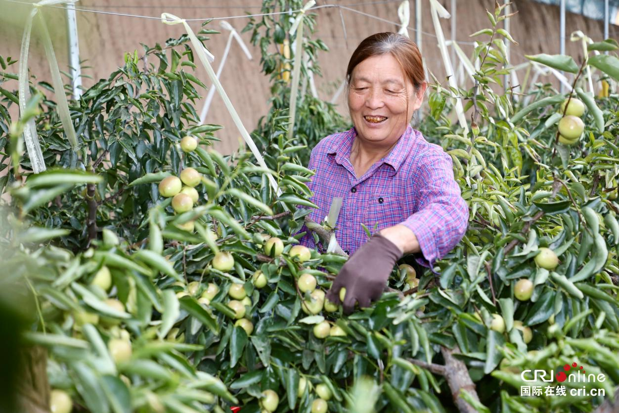 组图丨陕西大荔：冬枣采摘忙_fororder_图片9