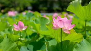【至“陕”至美】荷塘光影绘就诗意夏日