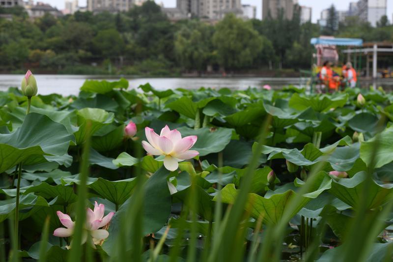 碧叶连天粉荷俏 桃花潭畔夏意浓