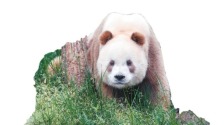 生态美  产业兴  百姓富  西安奋力书写秦岭生态保护新答卷