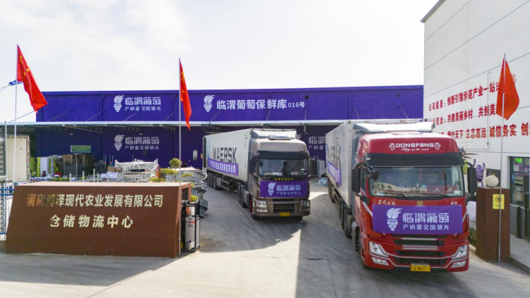 陕西临渭葡萄首次出口迪拜 本土产业加速“走出去”_fororder_图片2