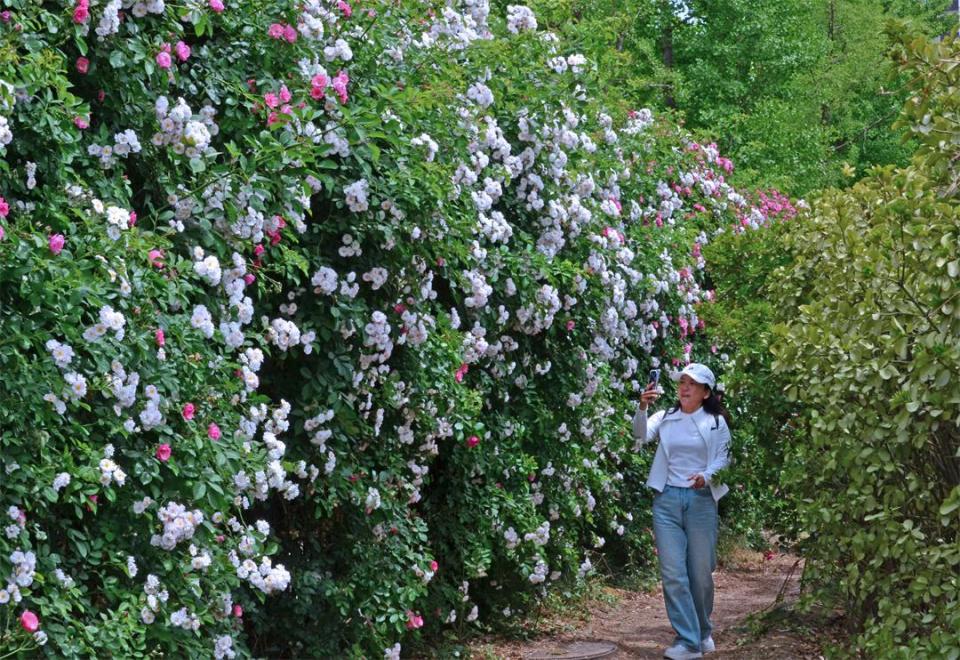 蔷薇花墙惹人醉