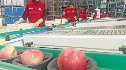 “智慧种植”让陕西苹果始终“技高一筹”