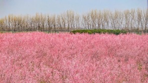 梅花盛开 春意盎然