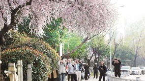 花开春意浓