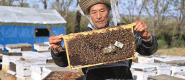 14年逐花之旅 养蜂人鱼永川的“甜蜜事业”