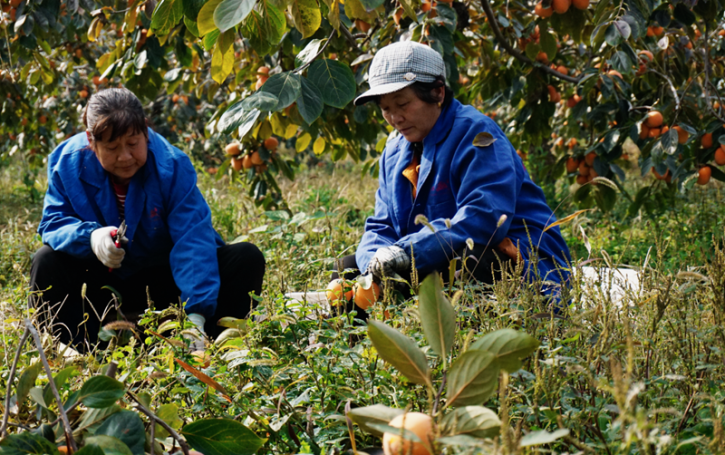 웨이난 푸핑: 가을 수확철 맞아 대지를 빛내는 붉은 감