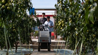 AI×スマート農業 大荔で冬ナツメの収穫ロボット「藍侠」を初めて導入