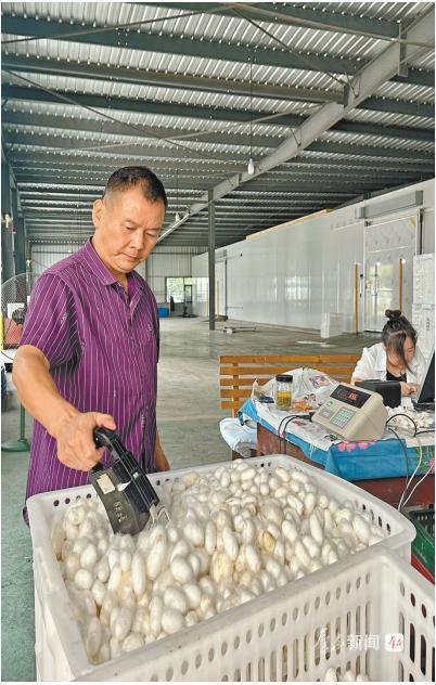 “一根丝”拉长富民产业链