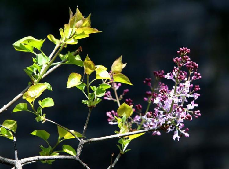 春光烂漫 繁花似锦