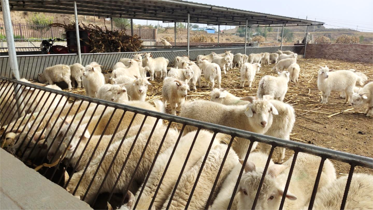 【“县”声夺人】榆林横山：丰收好图景_fororder_图片8