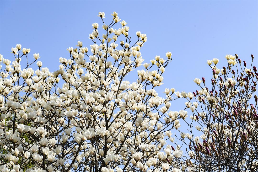 花开春意浓