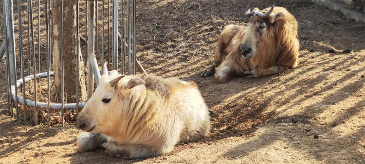 打造人与自然和谐共生的美丽家园 “十四五”西安答卷：数智守护秦岭绿 碧水蓝天映古城_fororder_44