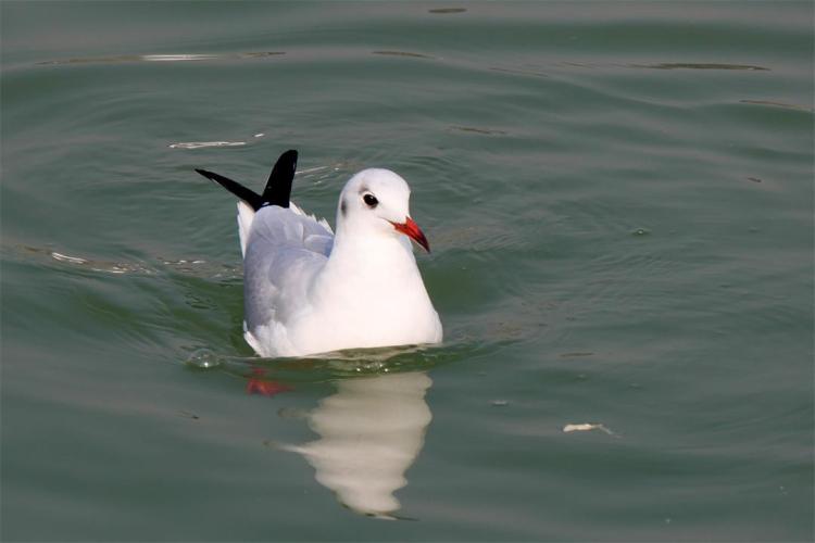 世博园来了红嘴鸥_fororder_6