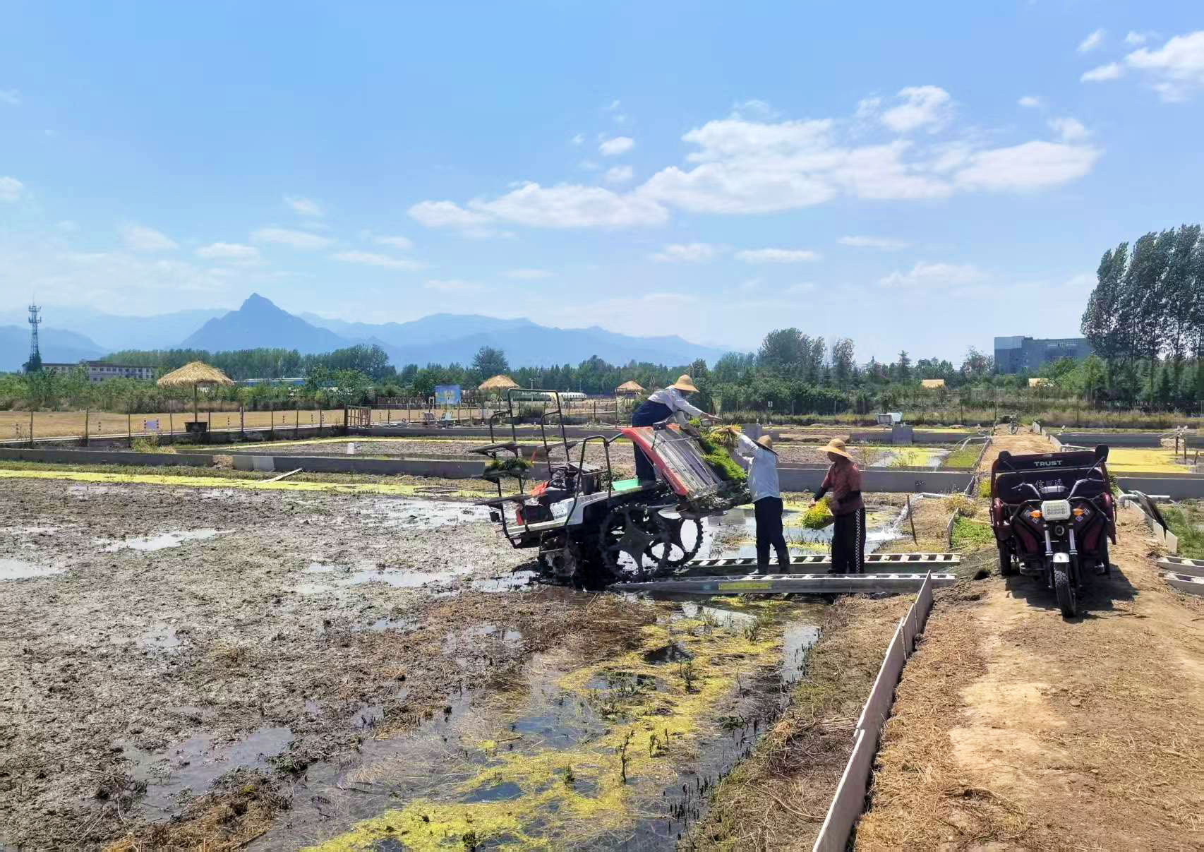 西安高新区：优质“新品种”助力水稻增产增收_fororder_图片5