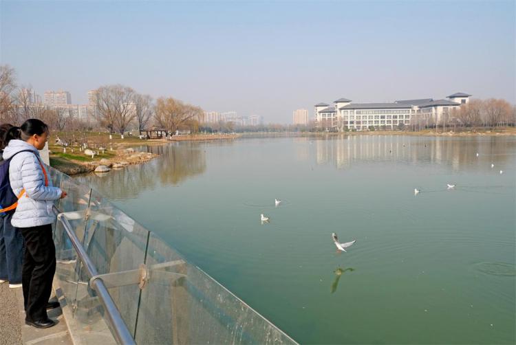 世博园来了红嘴鸥_fororder_9