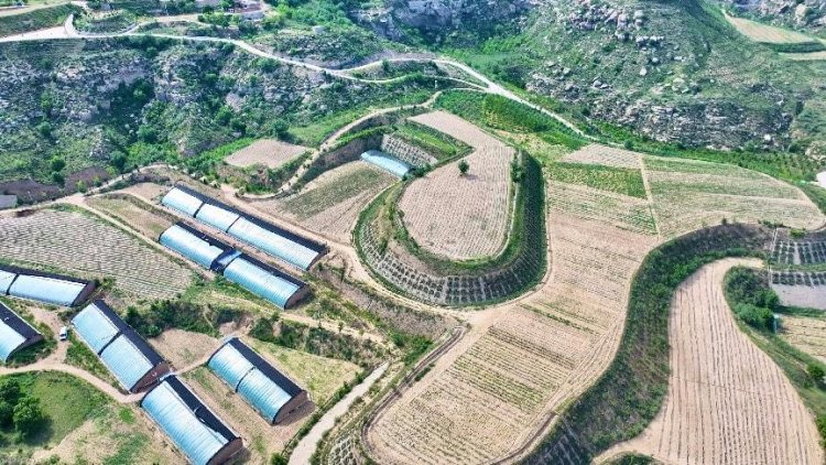 府谷镇黑山村：林下“生态鸡” 啄开幸福门_fororder_图片10