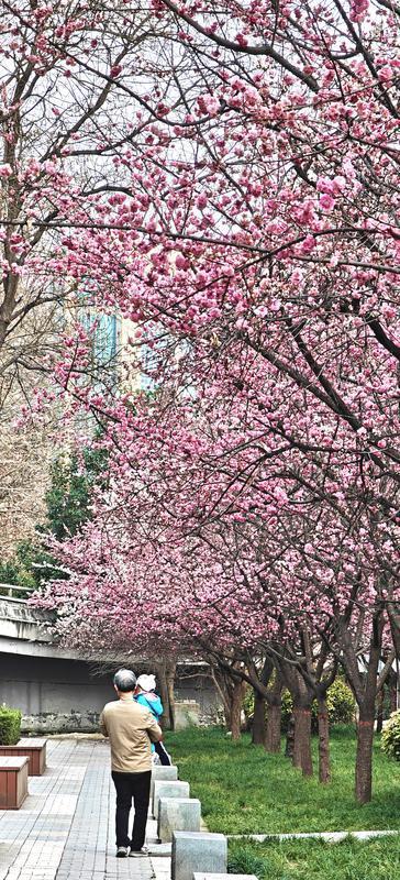 街心花园 花团锦簇_fororder_微信图片_20260305092051_3364_127