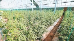 西安都市现代农业发展活力奔涌