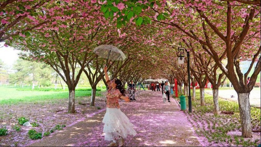 樱花长廊 美不胜收