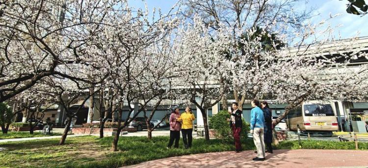 街心花园 花团锦簇_fororder_微信图片_20260305092039_3362_127