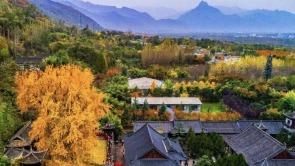 西安古观音禅寺千年银杏火出圈 网上预约错峰游览已开启